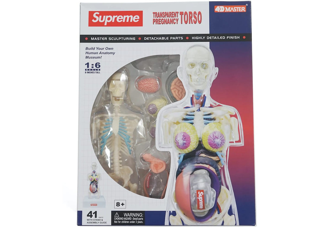 Supreme Female Anatomy Model Clear